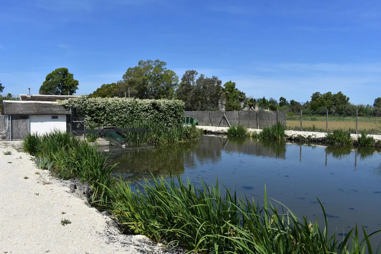 Finca rústica en venda a Eucaliptus - Poble Nou del Delta