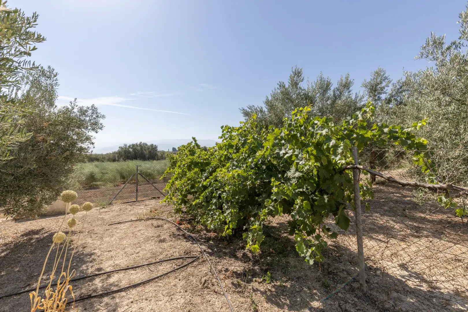 Lands and plots for sale in DISEMINADOS, imagen 15