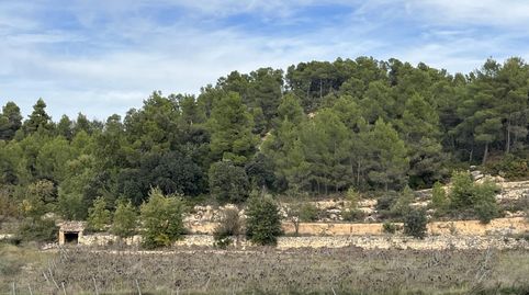 FINCA DE OLIVOS JOVENES I VIÑEDOS, immagine 2