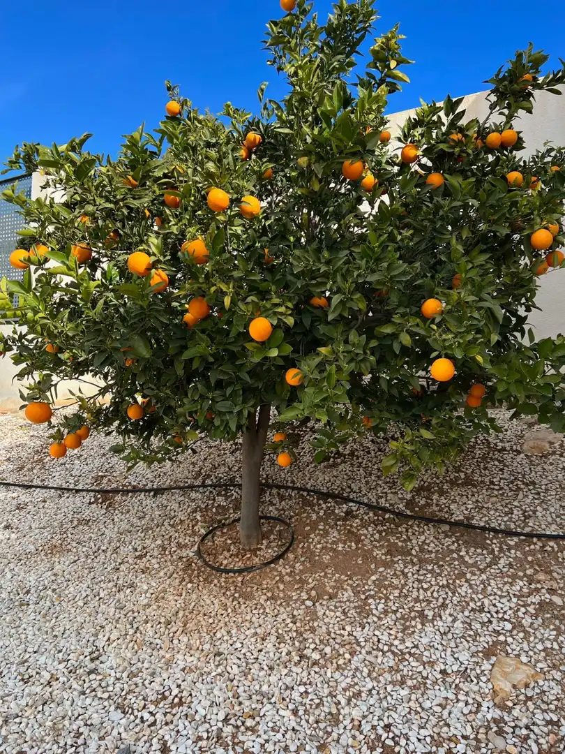 Jardín de Casa o chalet en venta en Altea con Aire acondicionado, Calefacción y Terraza