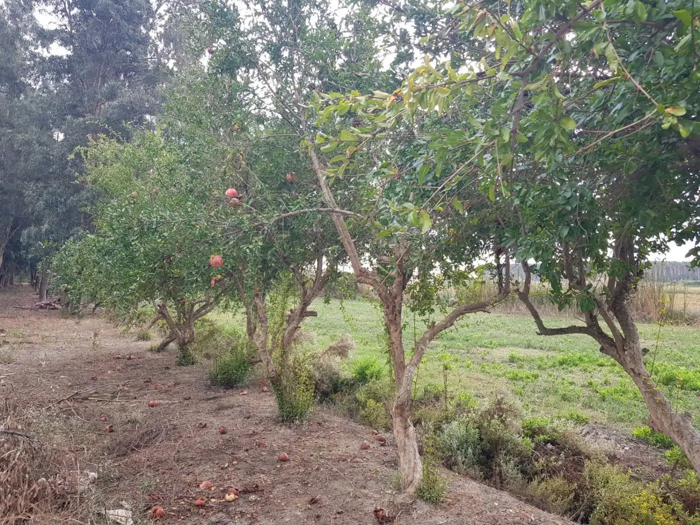 Maison rustique à vendre à Eucaliptus- Poble Nou del Delta, imagen 40