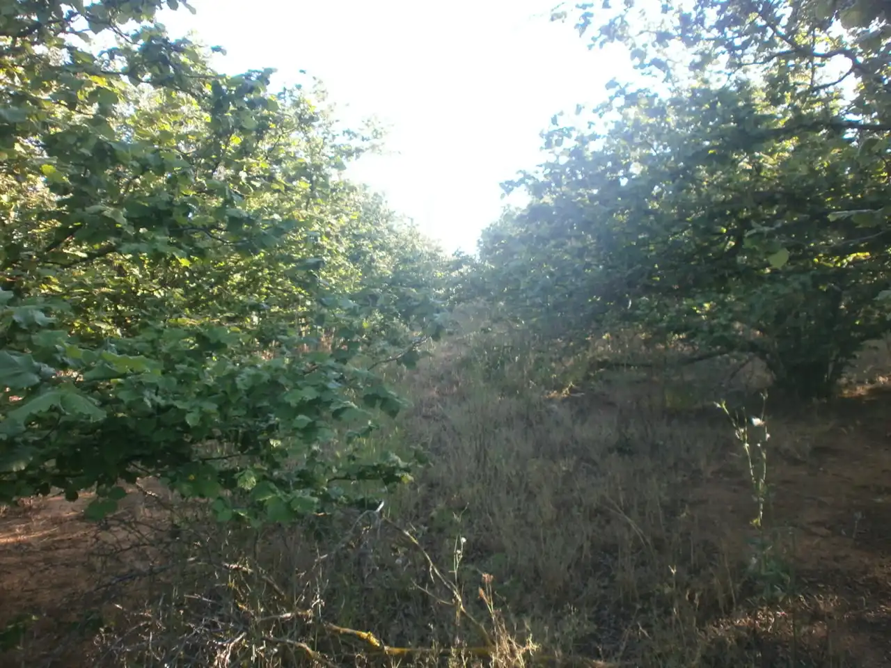 Grundstücke zum Verkauf in Vilallonga del Camp
