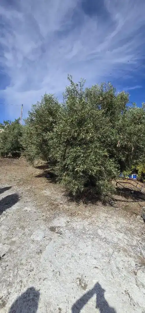 Casa o xalet en venda en Avda Pescia - Ctra de Frigiliana
