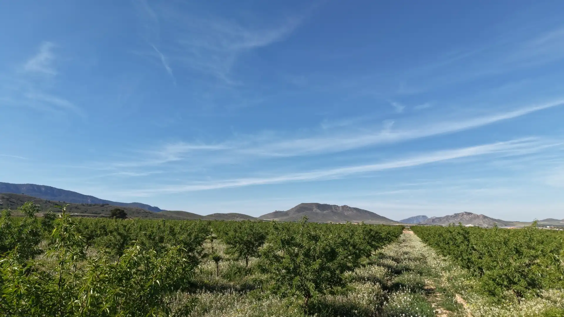 Residential land for sale in Yecla, imagen 12