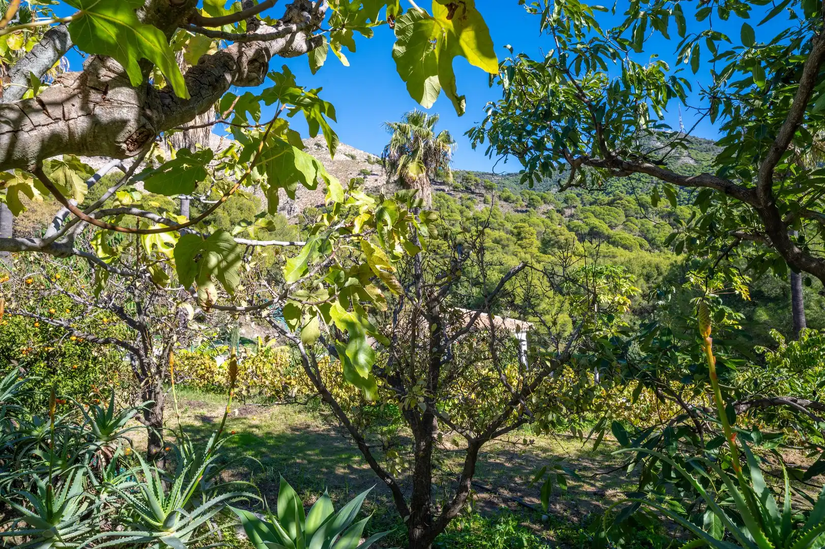 Jardí de Casa o xalet en venda en Mijas amb Terrassa
