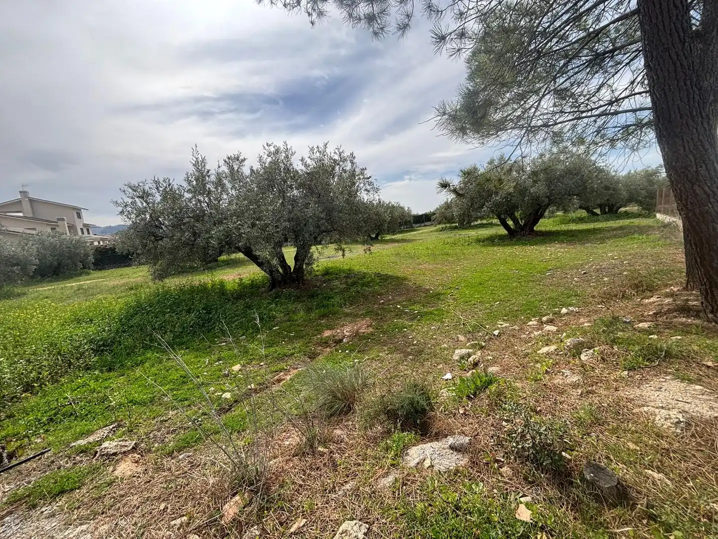 Terreni e lotti in vendita a Avenida de los Alamos, imagen 3