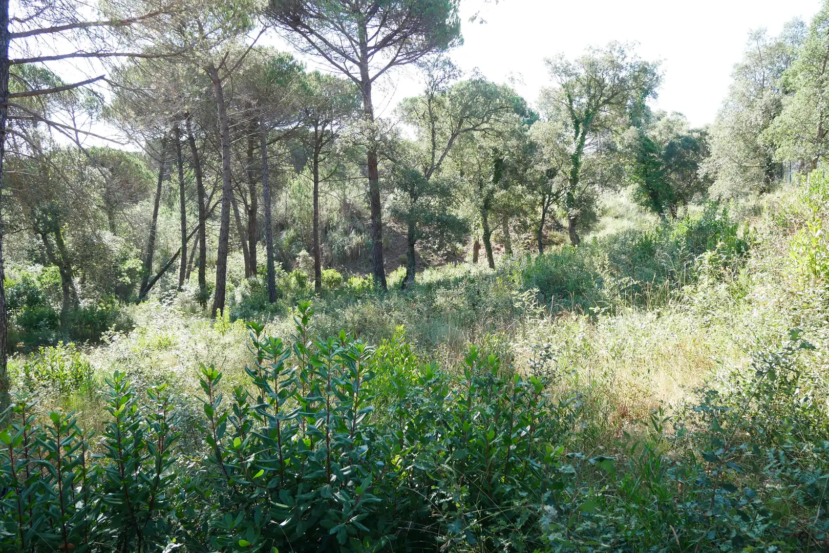 Terrain rustique à vendre à Carrer de Ulises 94, imagen 3