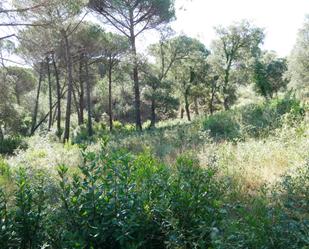 Terreny en venda en Maçanet de la Selva