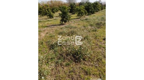 Finca Rustica  Venta Algemesí, imagen 4