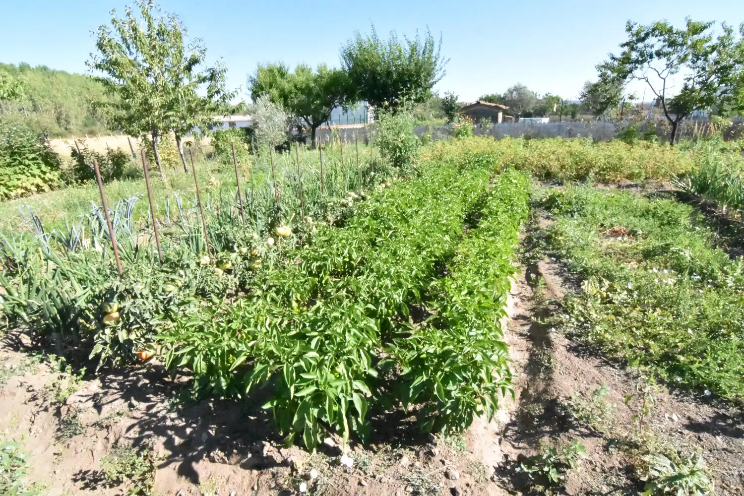 Jardín de Finca rústica en venta en Ciudad Rodrigo