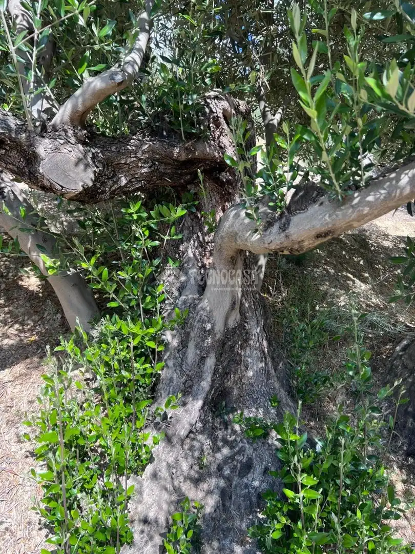 Finca rústica en venda en Jaén amb Aire condicionat i Moblat