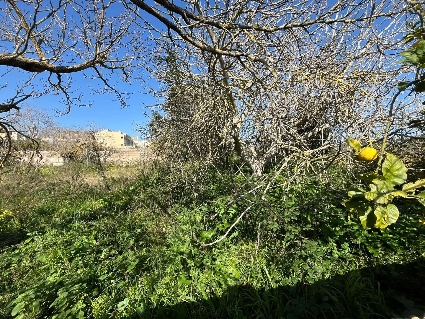 Terrenos y solares en venta en Son Servera Poble, imagen 9