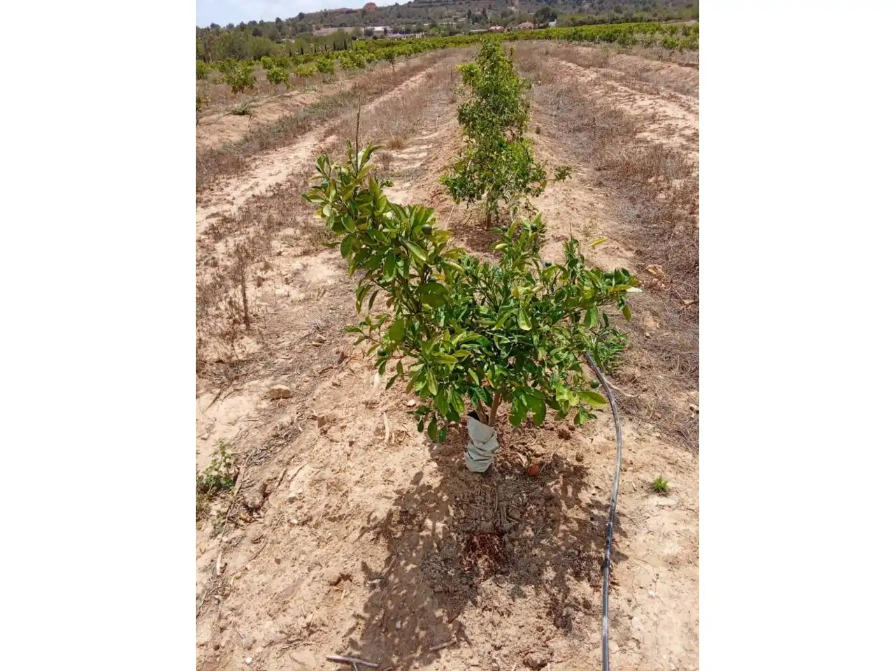 Terreno rustico in vendita a Calle XARCOS SECS, imagen 2