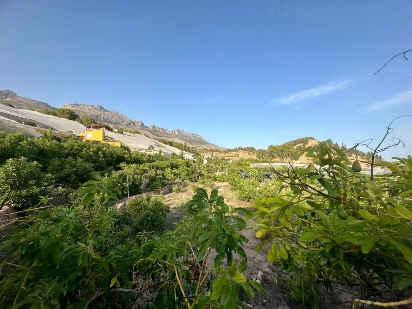 Vista exterior de Finca rústica en venta en Callosa d'en Sarrià con Jardín privado, Terraza y Trastero