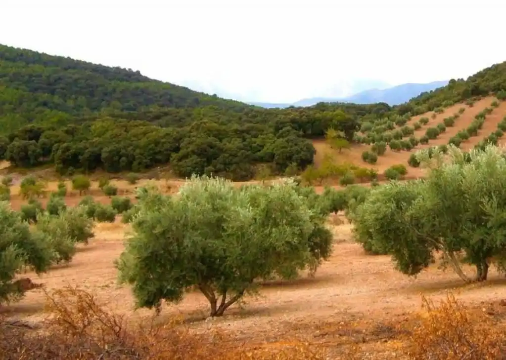Rural land for sale in Ascó