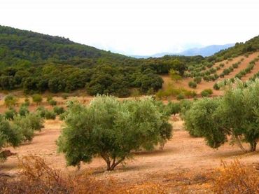 Terreno rustico in vendita a Ascó