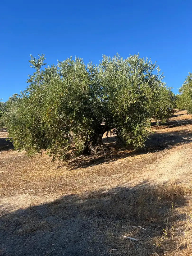 Terreny rústic en venda a Priego de Córdoba, imagen 9