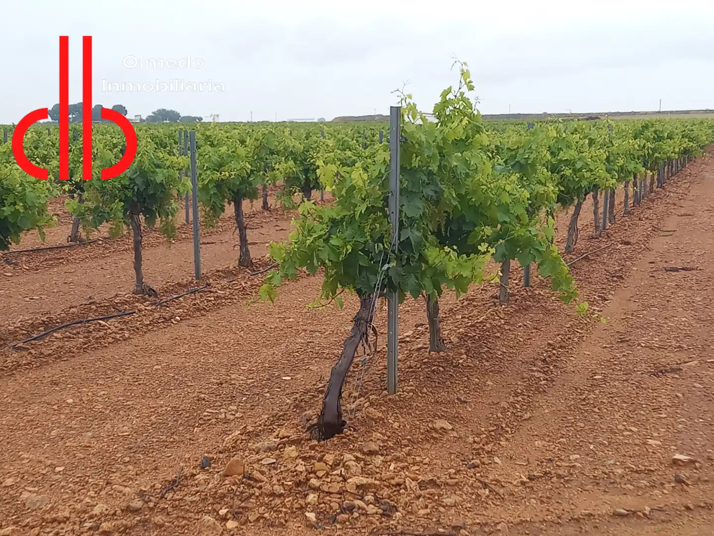 Rustikales Grundstück zum Verkauf in Pedro Muñoz, imagen 8