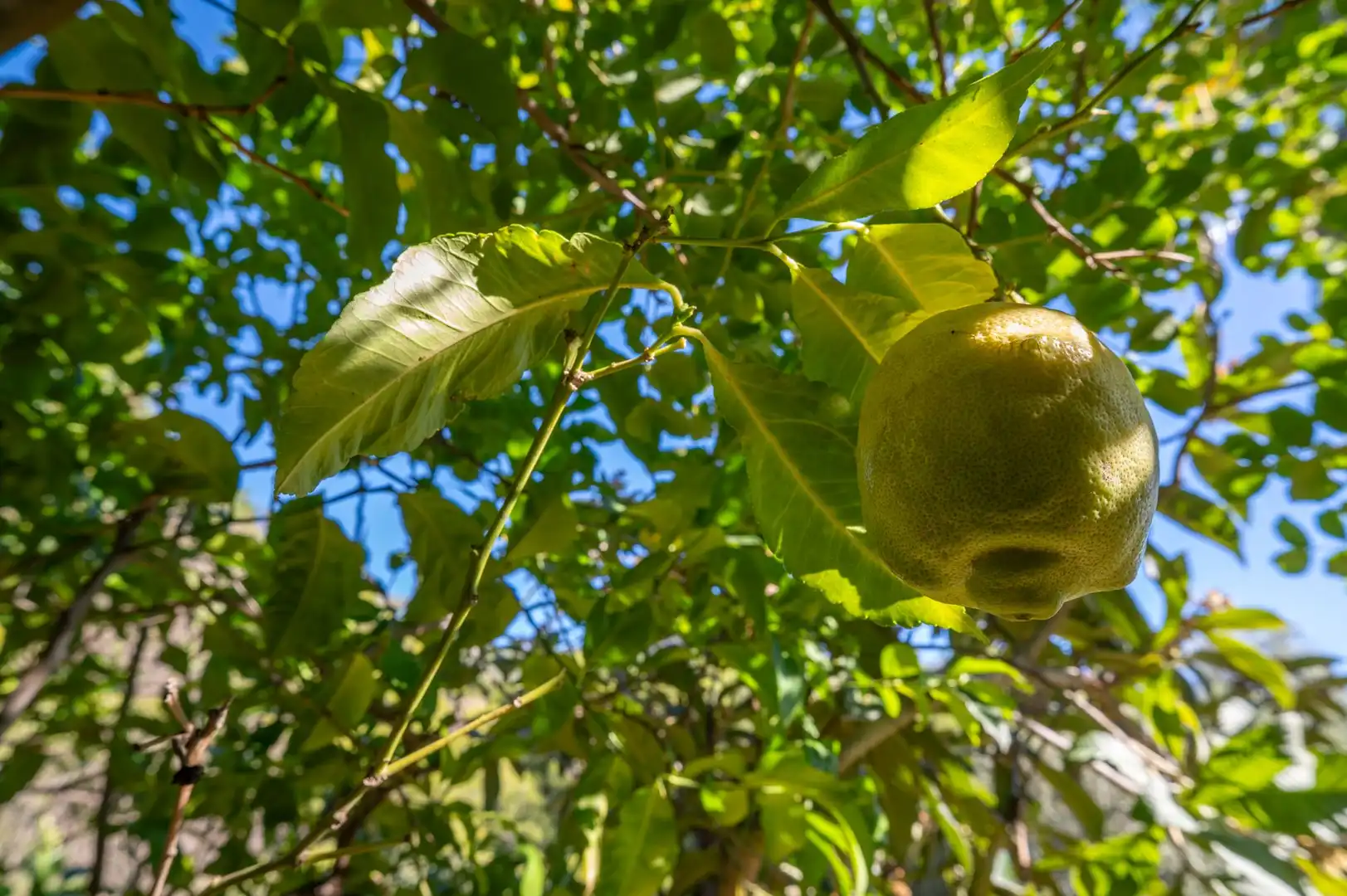 Jardí de Casa o xalet en venda en Mijas amb Terrassa
