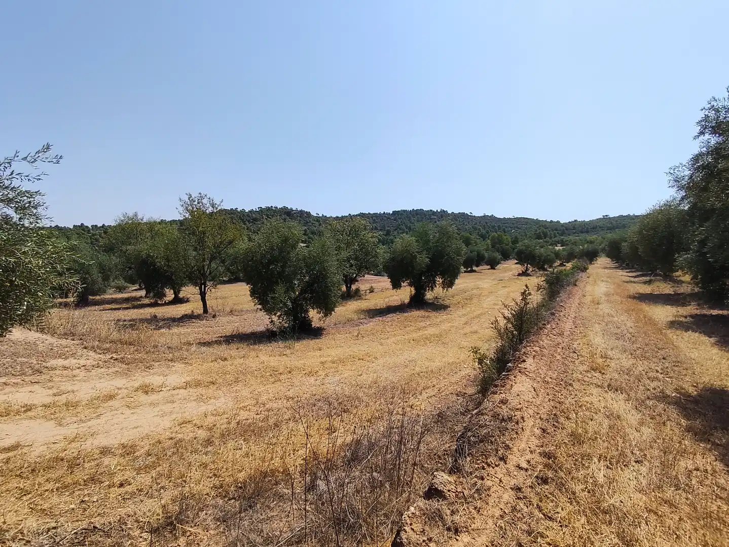 Terreno rustico in vendita a Juncosa, imagen 41