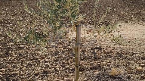 Foto 2 von Grundstücke zum Verkauf in Ctra Cañada -campillo, Km, Cañada Rosal, Sevilla