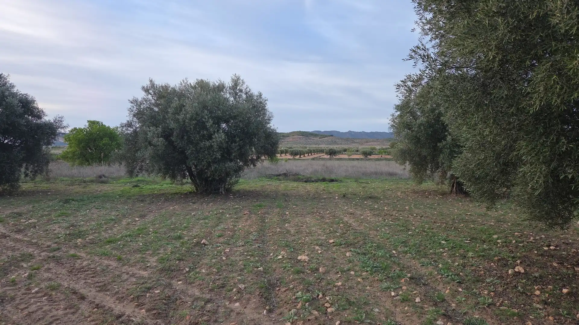Terreny residencial en venda a Jumilla, imagen 6