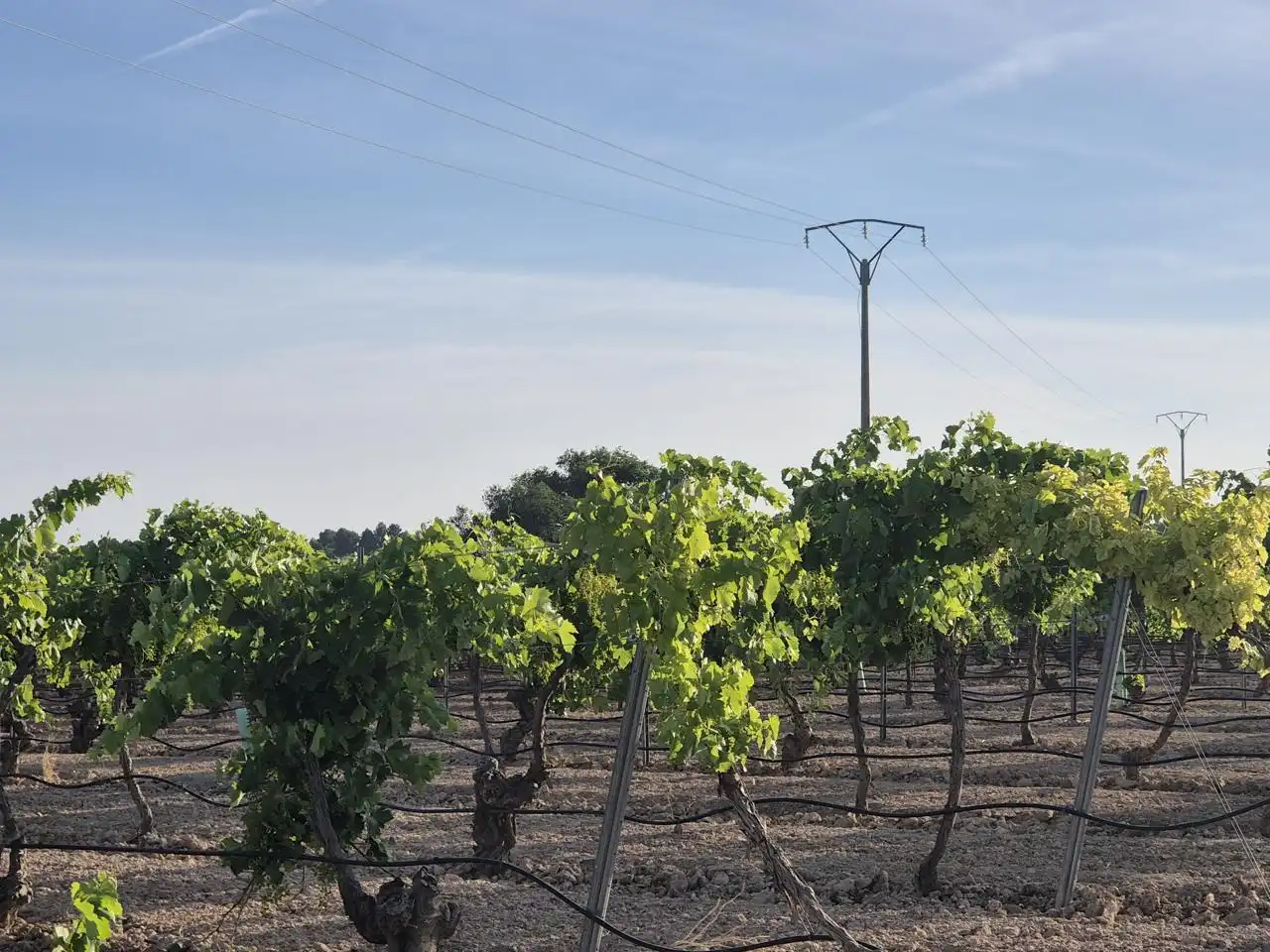 Terreno rustico in vendita a AGRICOLA, imagen 5