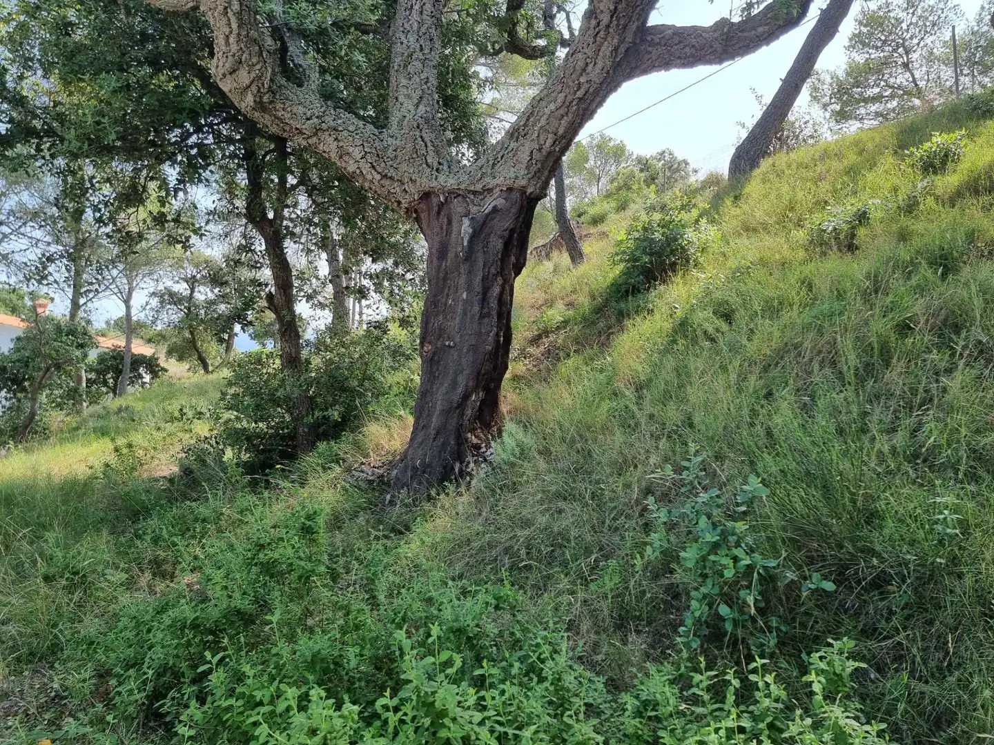 Grundstücke und Bauplätze zum Verkauf in Tossa de Mar pueblo, imagen 4
