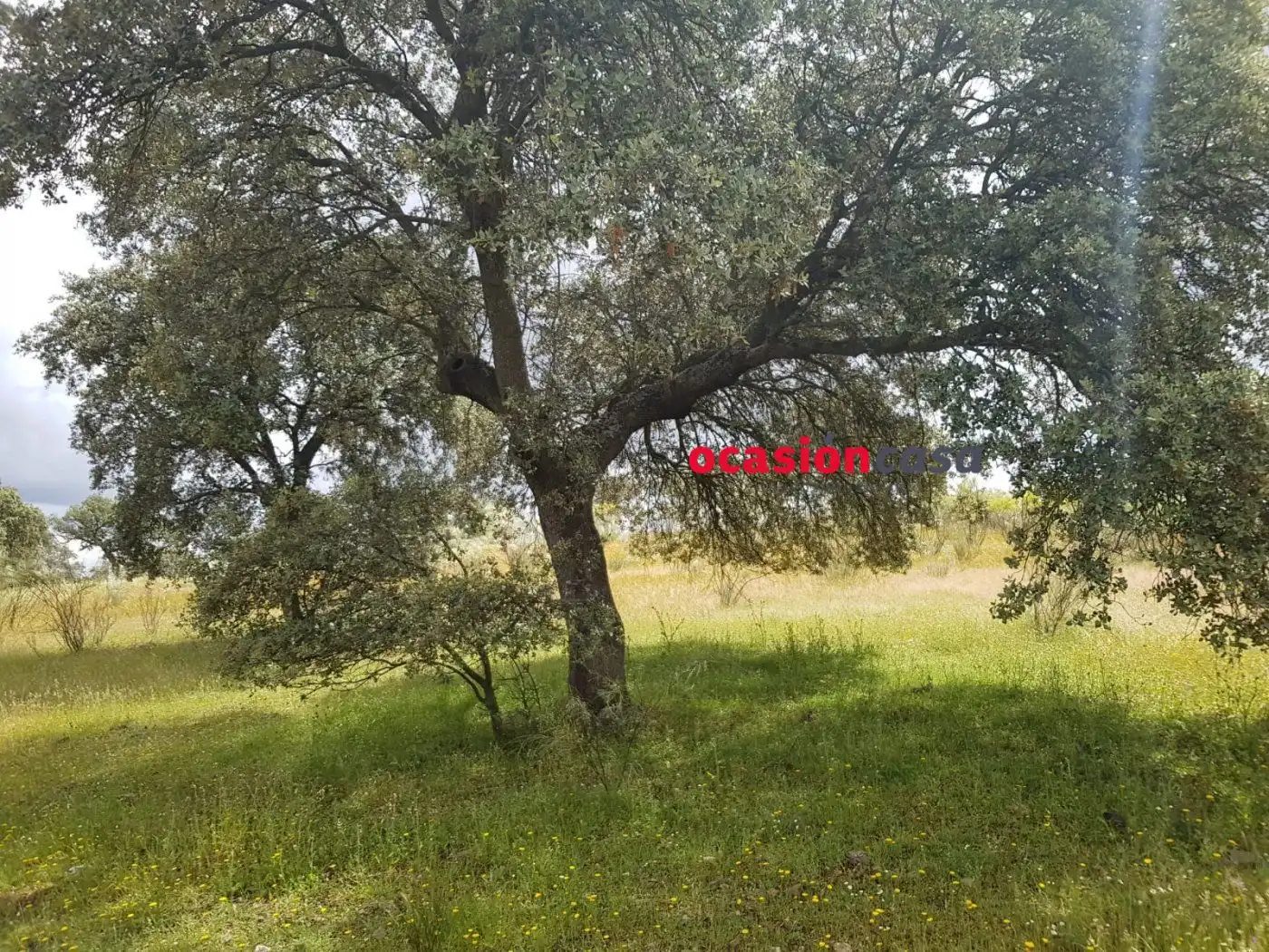 Finca rústica en venta en Torrecampo