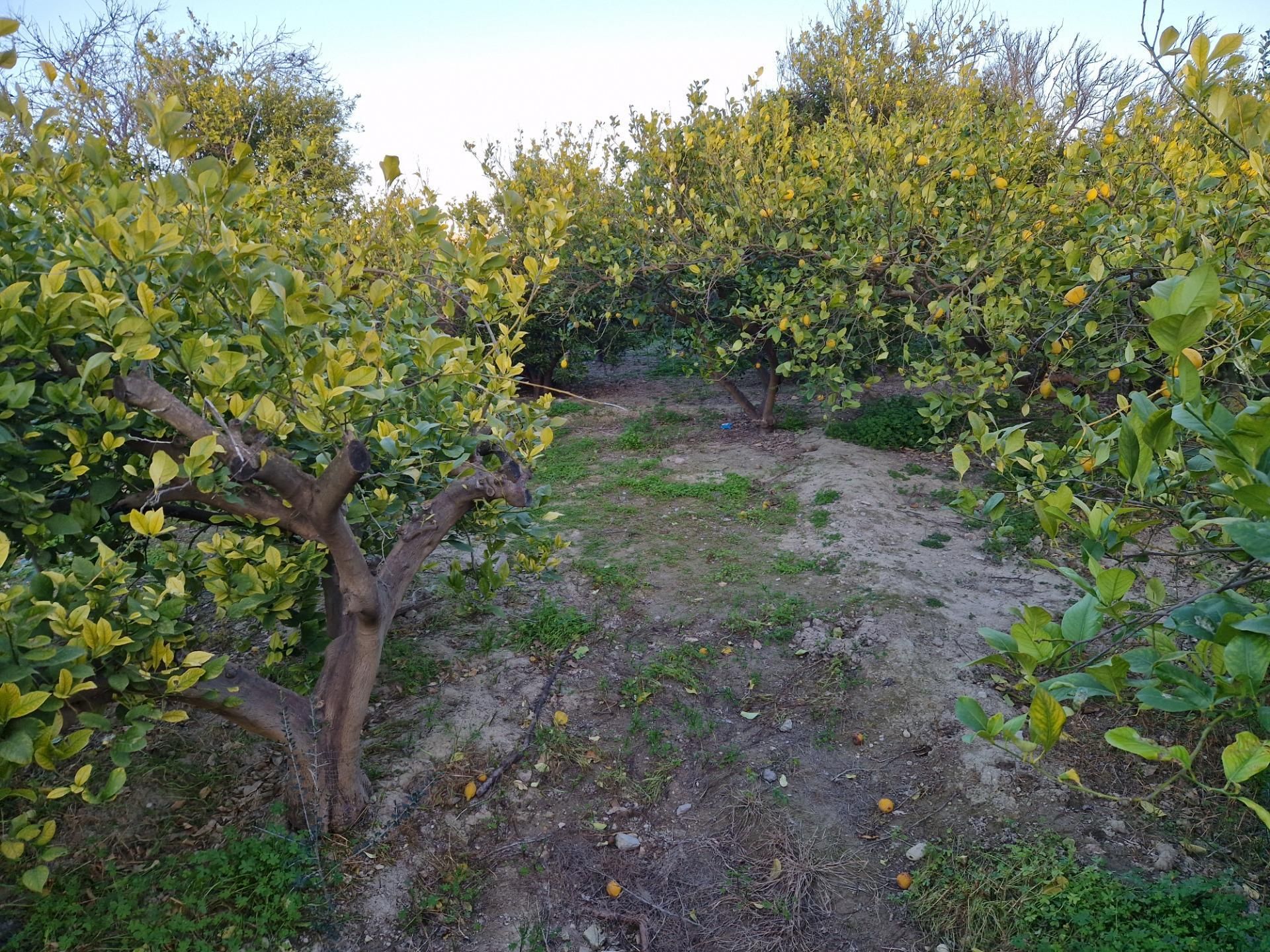 Land for sale in Villanueva del Río Segura