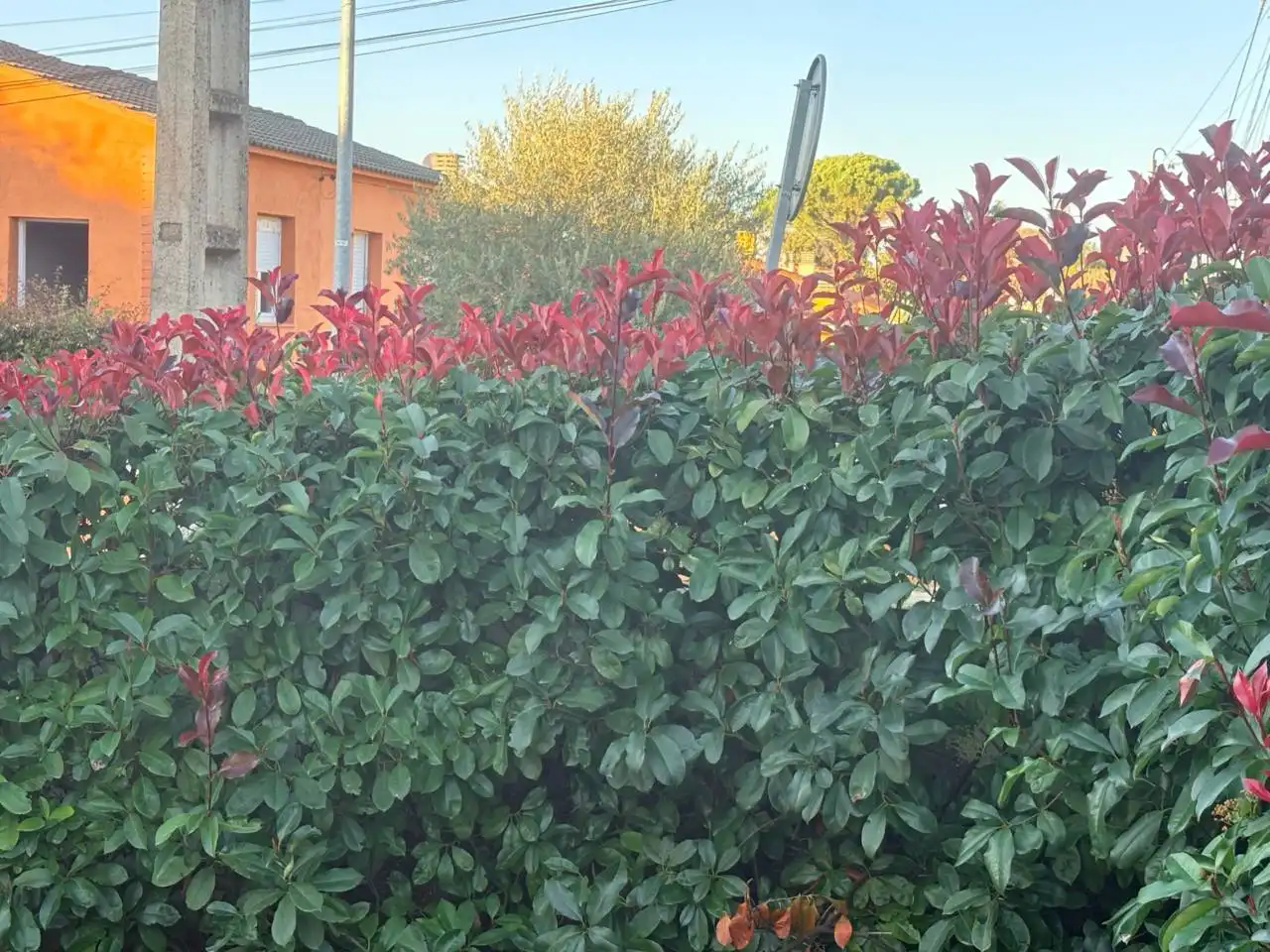 Casa amb jardí en venda a Calle Roureda de Can Roig, imagen 73