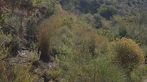 Foto 3 von Grundstücke zum Verkauf in Los Rueda, Camino Viejo de Málaga, Vélez-Málaga