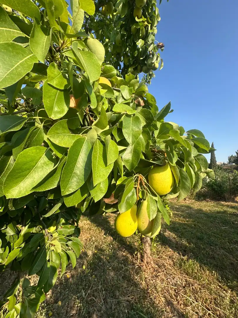 Jardín de Finca rústica en venta en Olula del Río
