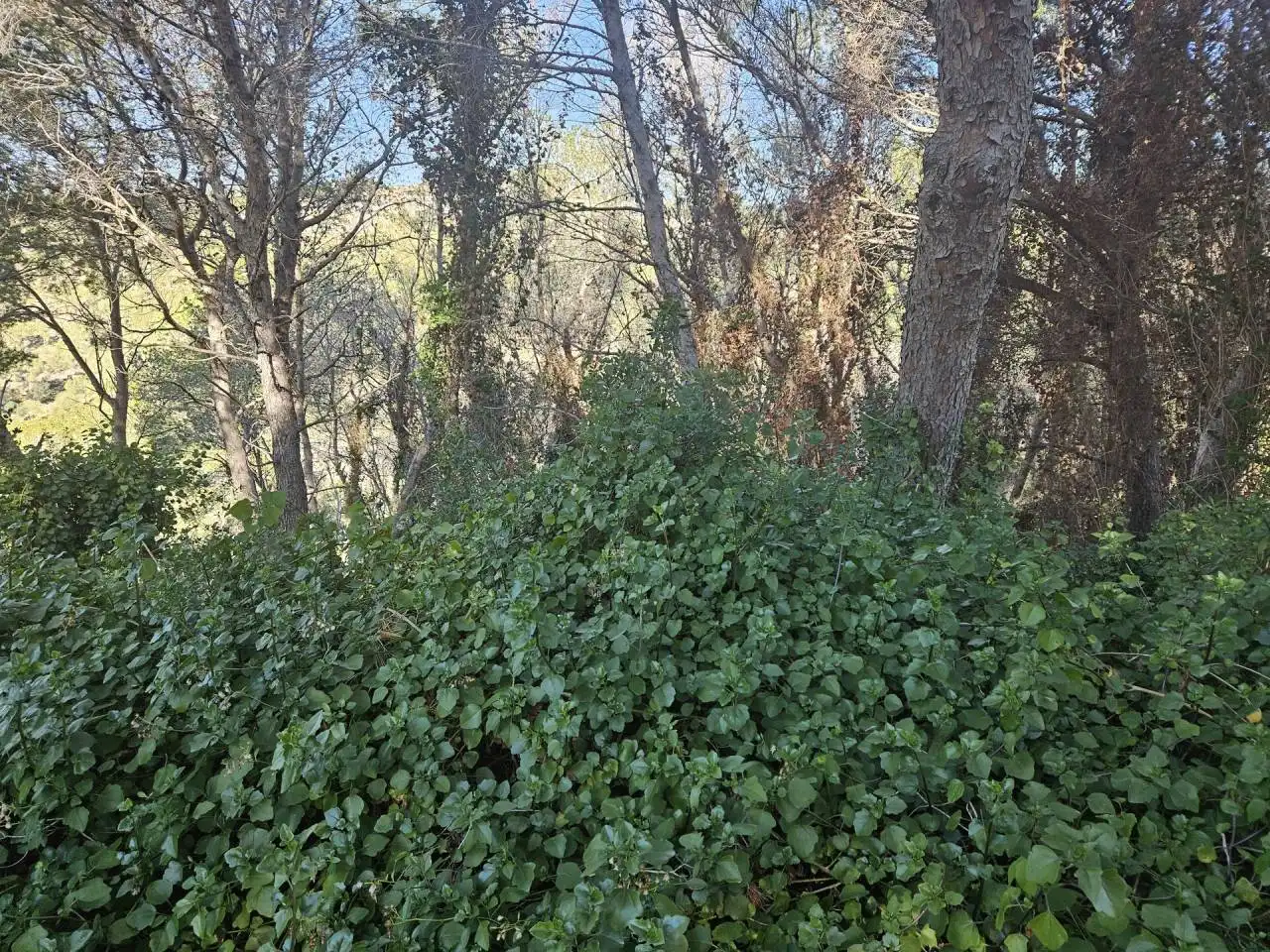 Terreno residenziale in vendita a Vía Láctea, imagen 4