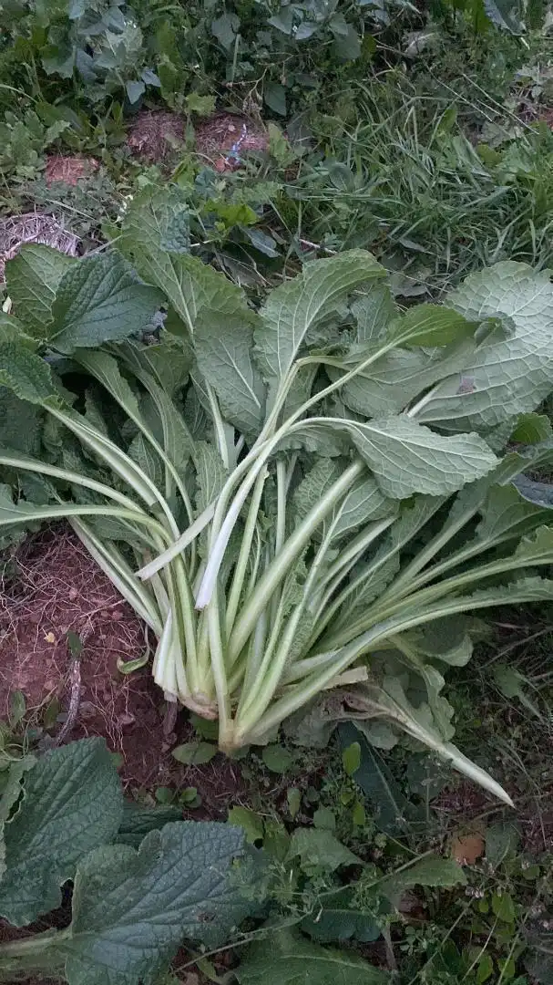Garten von Grundstücke zur Miete in Clarés de Ribota