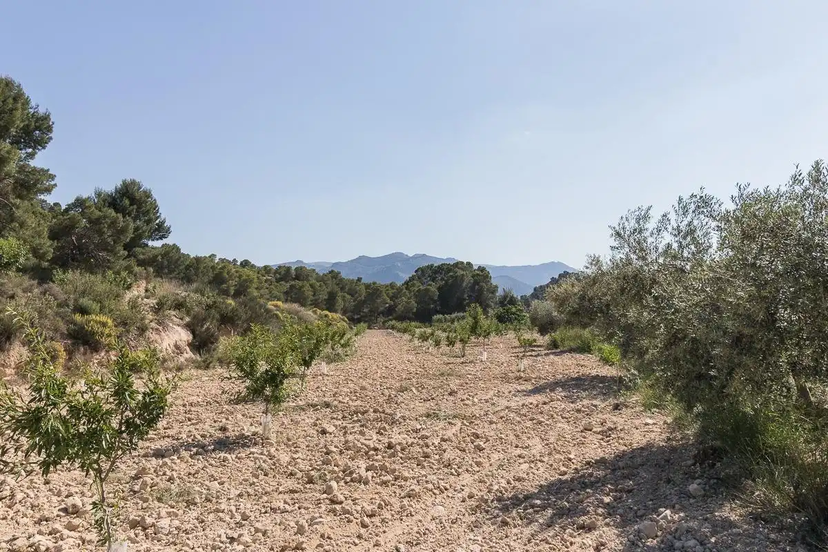 Terrenos y solares en venta en Pliego, imagen 3