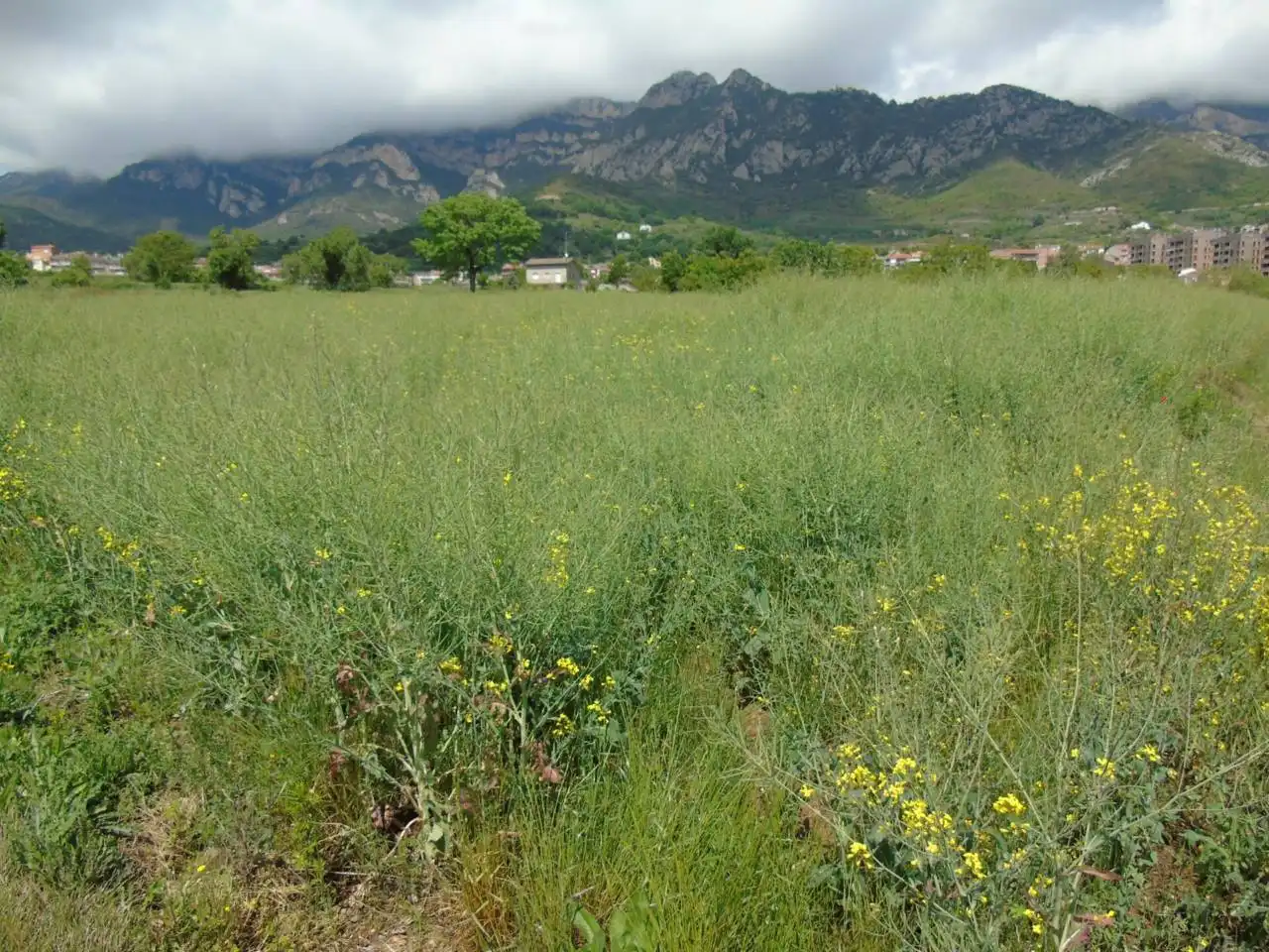 Terreno rustico in vendita a Berga, imagen 9