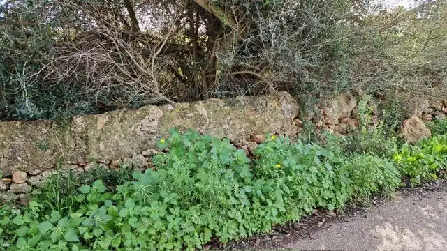 Terreno rustico in vendita a Llucmajor pueblo, imagen 5