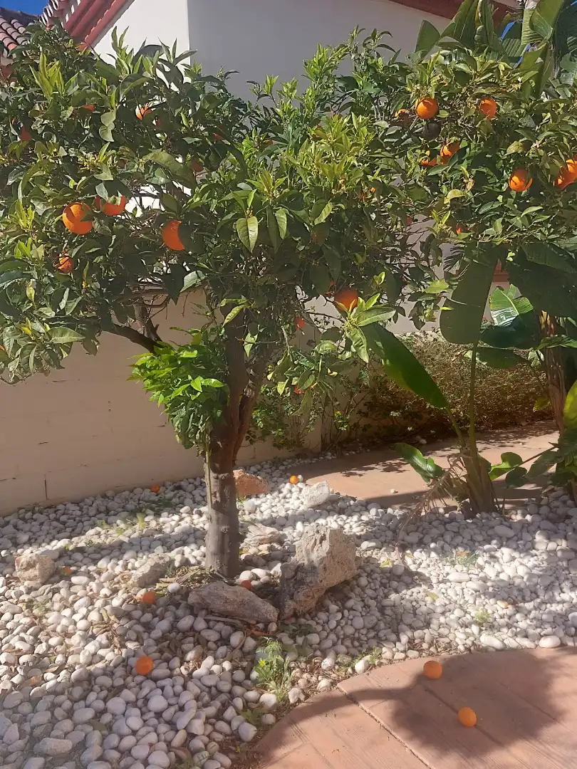 Jardín de Casa o chalet en venta en Málaga con Aire acondicionado, Jardín privado y Piscina