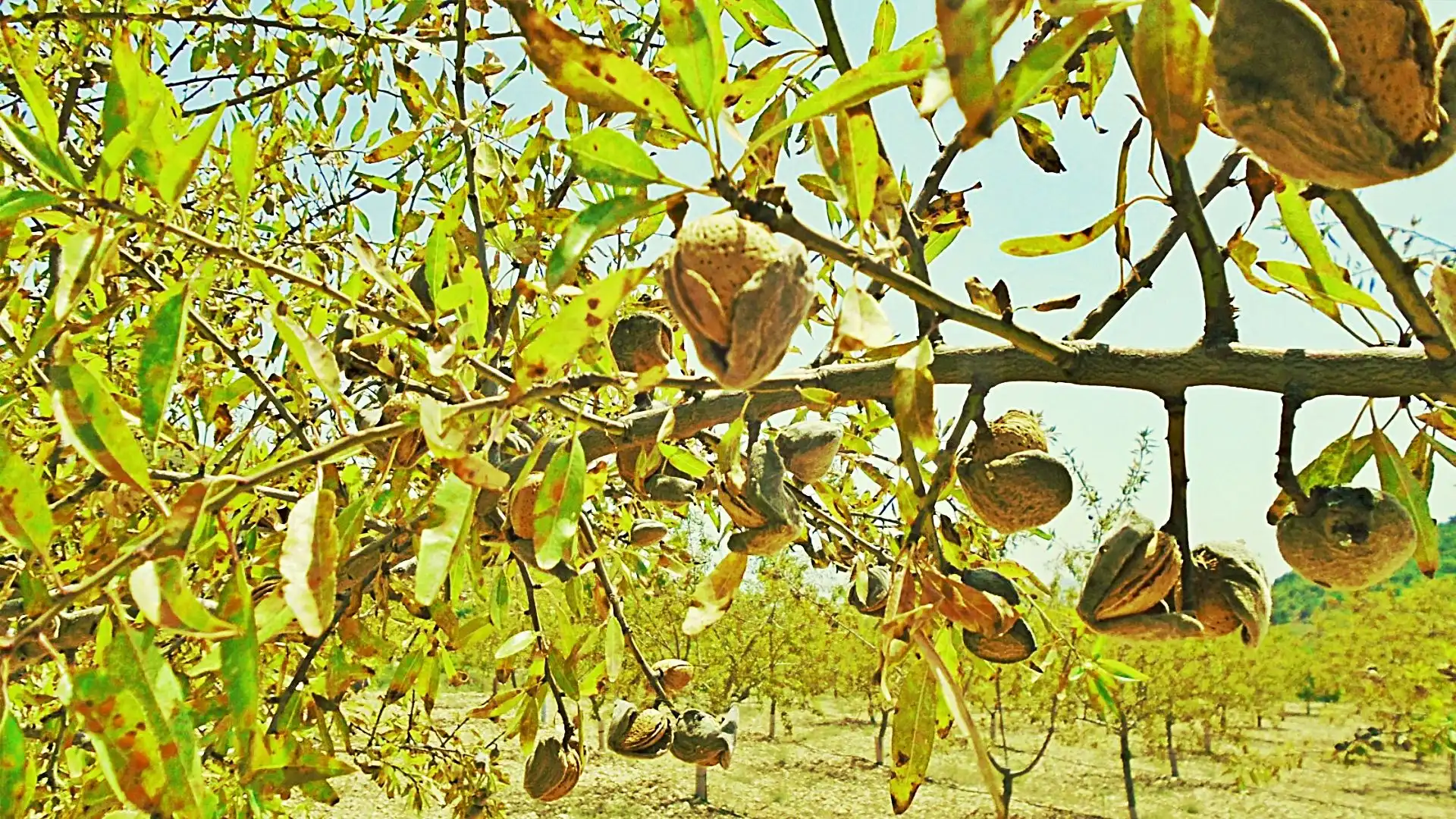 Terreny rústic en venda a La Romana, imagen 29