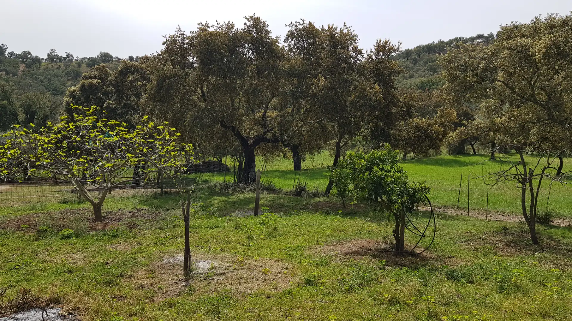 Terrenos y solares en venta en Extramuros Diseminados 5, imagen 6