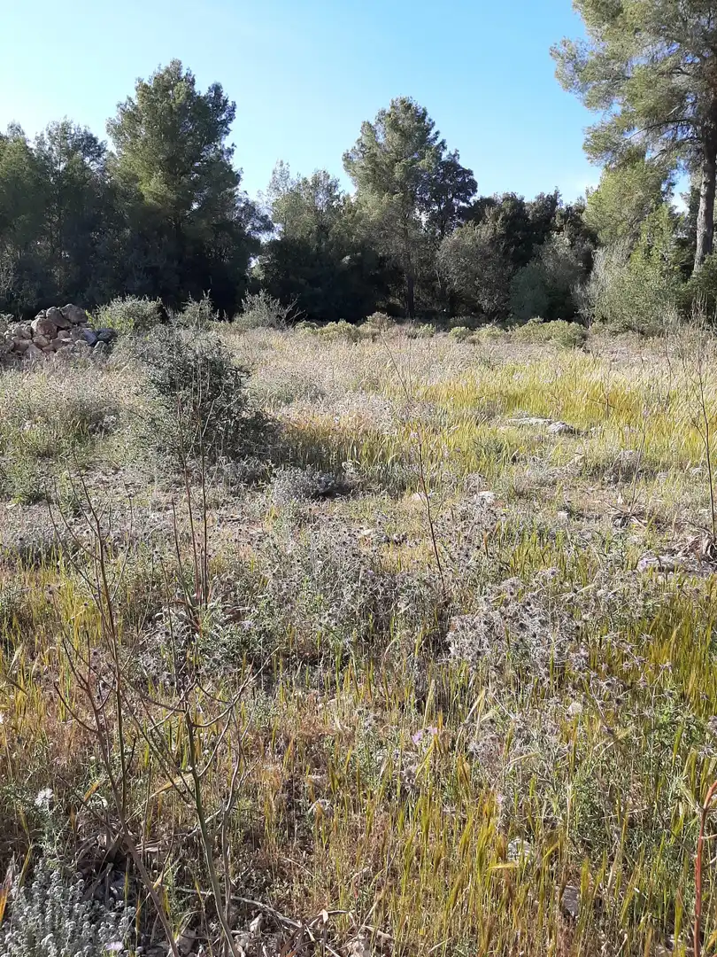 Terrain rustique à vendre à Sant Joan, imagen 9