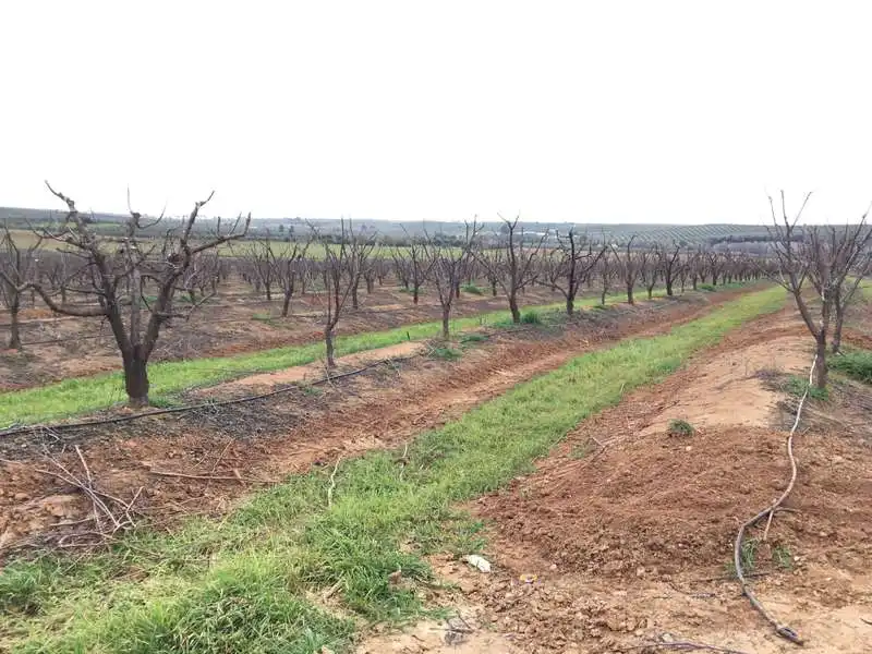 Terreno rústico en venta en Huévar del Aljarafe, imagen 22