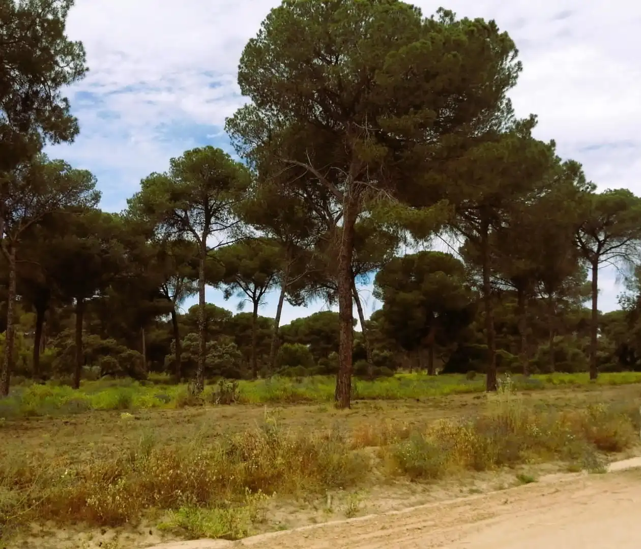 Terreno en venta en Villamanrique de la Condesa