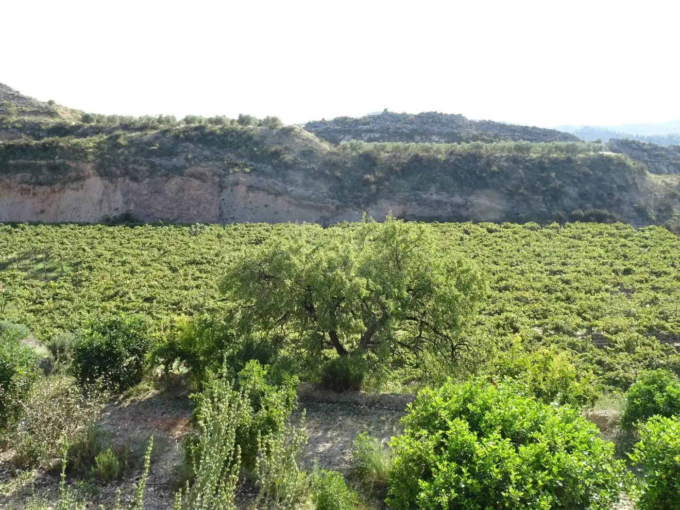 Casa o xalet en venda a Pedanías Este