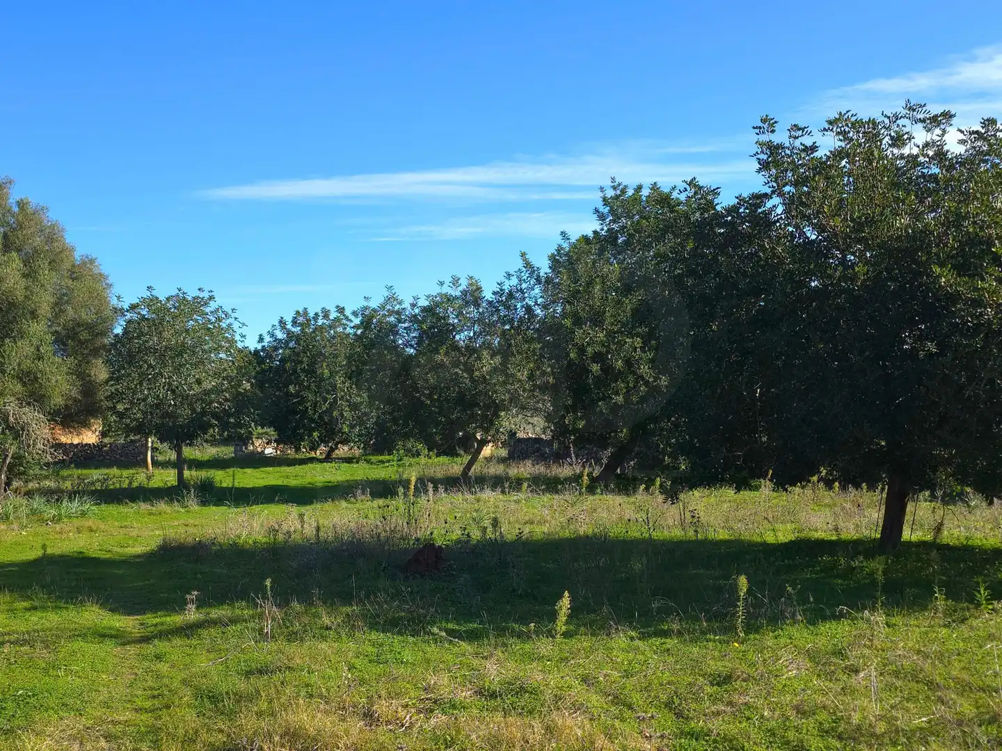 Terreni e lotti in vendita a Santa Margalida Poble, imagen 17