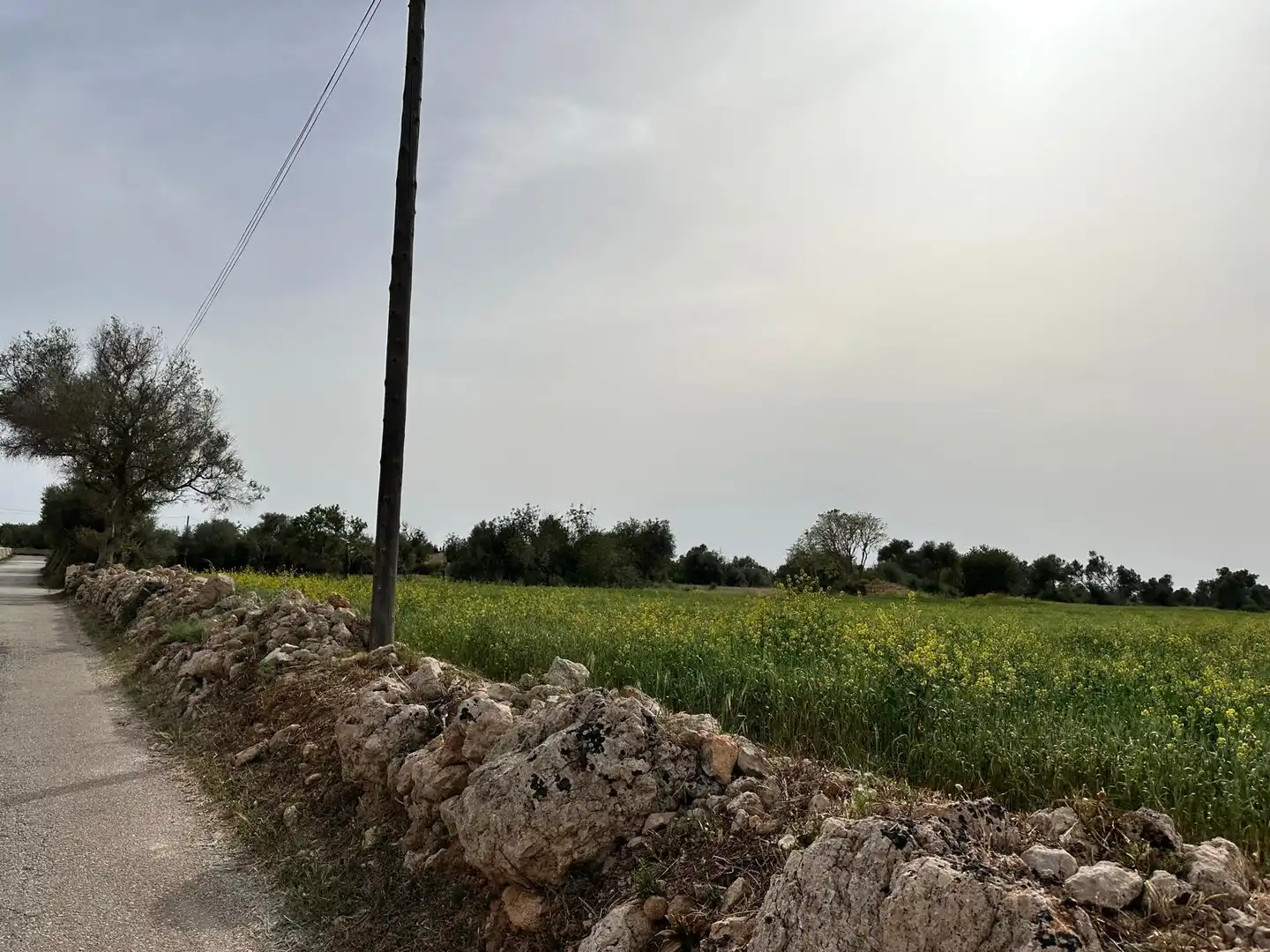 Grundstücke zum Verkauf in Algaida