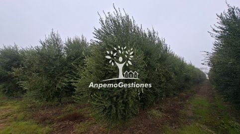 Finca olivar superintensivo. 13 hectáreas, immagine 3