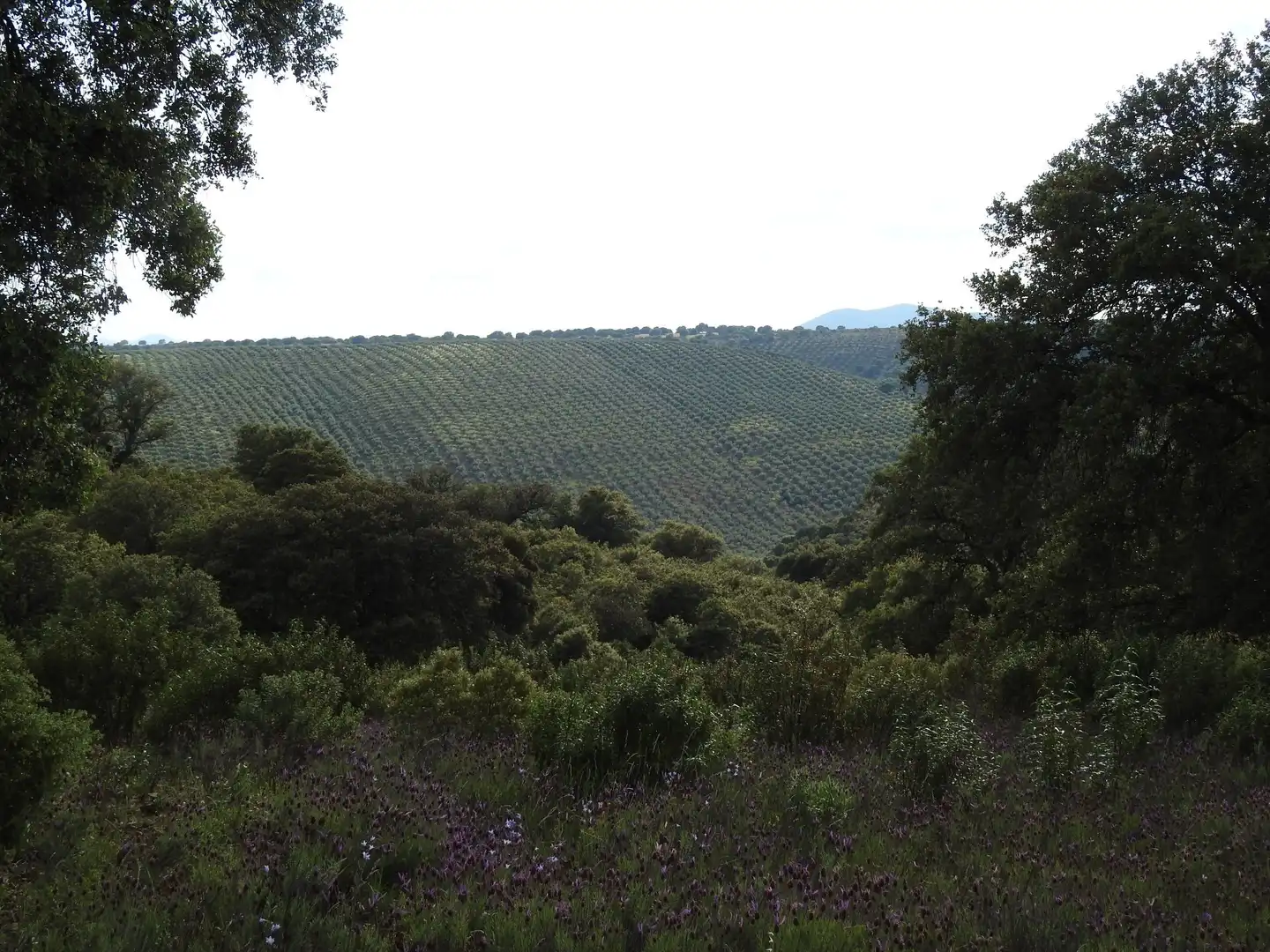 Land for sale in Belvís de la Jara