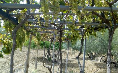 Jardí de Terreny en venda en Antequera